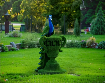 Топиари Павлин на вазоне греческом - газон Есо, фото 2