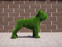 Топиари &quot;Французский бульдог&quot;