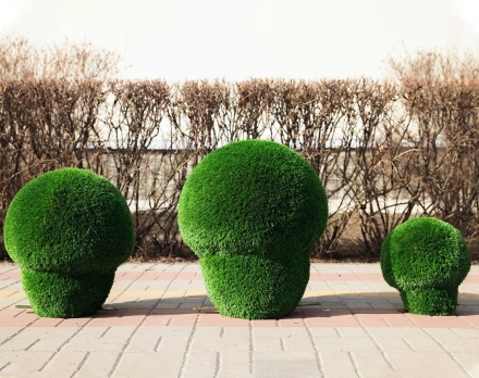 Топиари гриб Шампиньон, размер S - газон Deluxe, фото 7