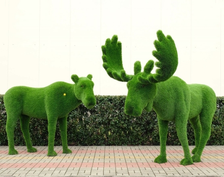 Топиари композиция лоси, Герда и Гарольд - газон Deluxe Simple, фото 1