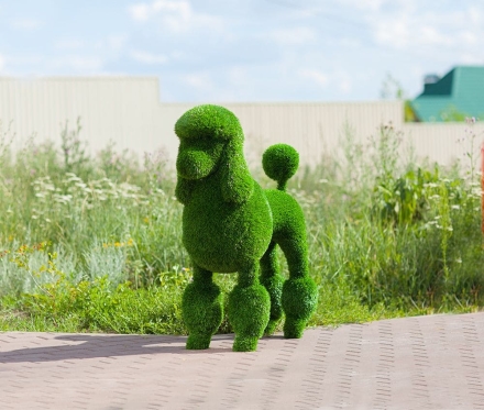 Топиари &quot;Пудель&quot;, фото 1