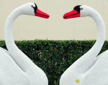 Топиари Лебедь на острове - газон Eco + Deluxe Топиари Лебедь на острове - газон Eco + Deluxe