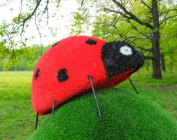 Топиари божья коровка Бонита - газон Eco, фото 1