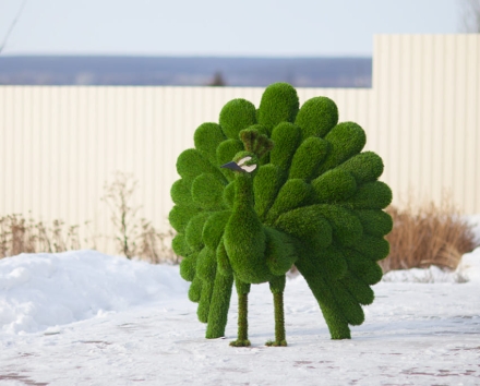 Топиари &quot;Павлин Грин&quot;, фото 1