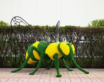 Топиари оса - газон Eco, фото 1