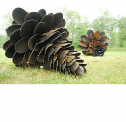 Шишка Шишка