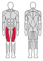 Разгибатель бедра, фото 2