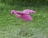 Топиари Фламинго розовый, разгон - газон Eco