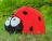 Топиари божья коровка Рита - газон Eco