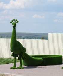 Топиари &quot;Павлин клумба&quot;