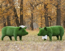 Топиари композиция Поросята папа и мама - газон Eco