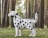 Топиари собака Далматинец - газон Eco