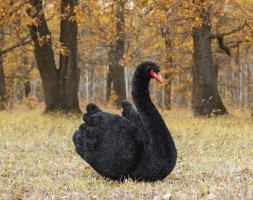 Топиари  2 лебедя черных Блэк - газон Eco , фото 3